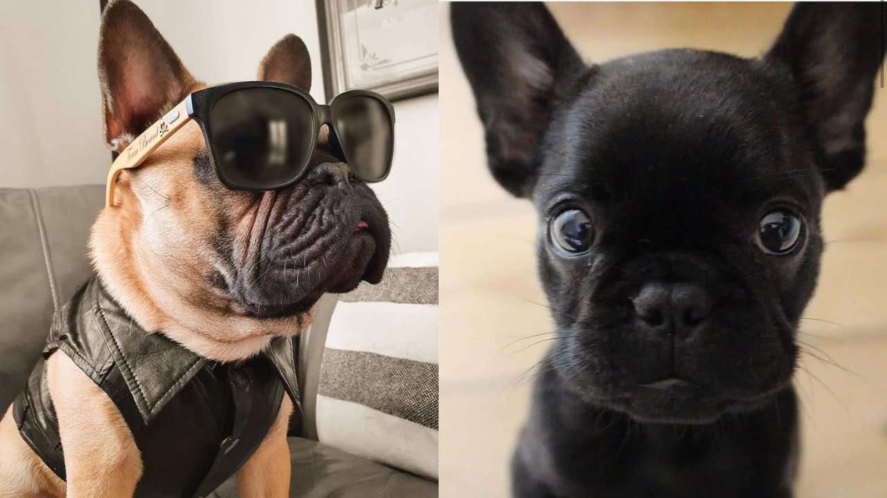 Cutest and Funniest French Bull Dogs 🐶 - Awesome Funny French Bulldog
