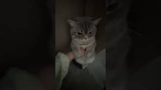 BIBI's Daily Pet Chronicles Kitty Adventures Cat Lovers