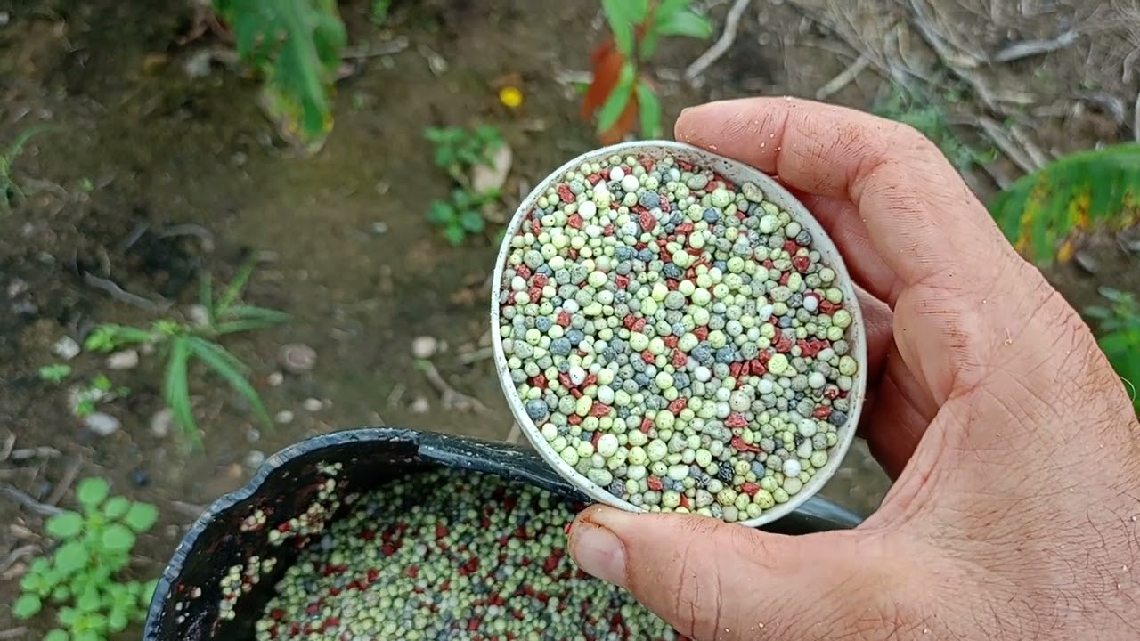 Primeira adubação da roça de cacau com adubo de liberação lenta