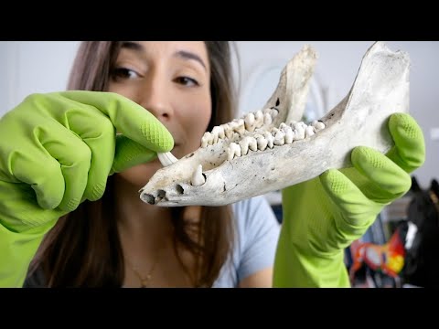 Vidéo: Comment nettoyer les os
