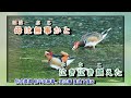 母恋鴉  五木ひろし