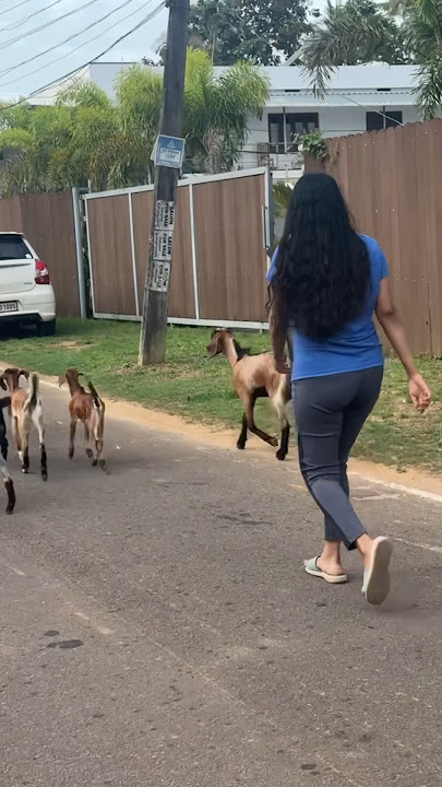 Evening walk 😀 #anjanamohan #funny #vlog #shorts