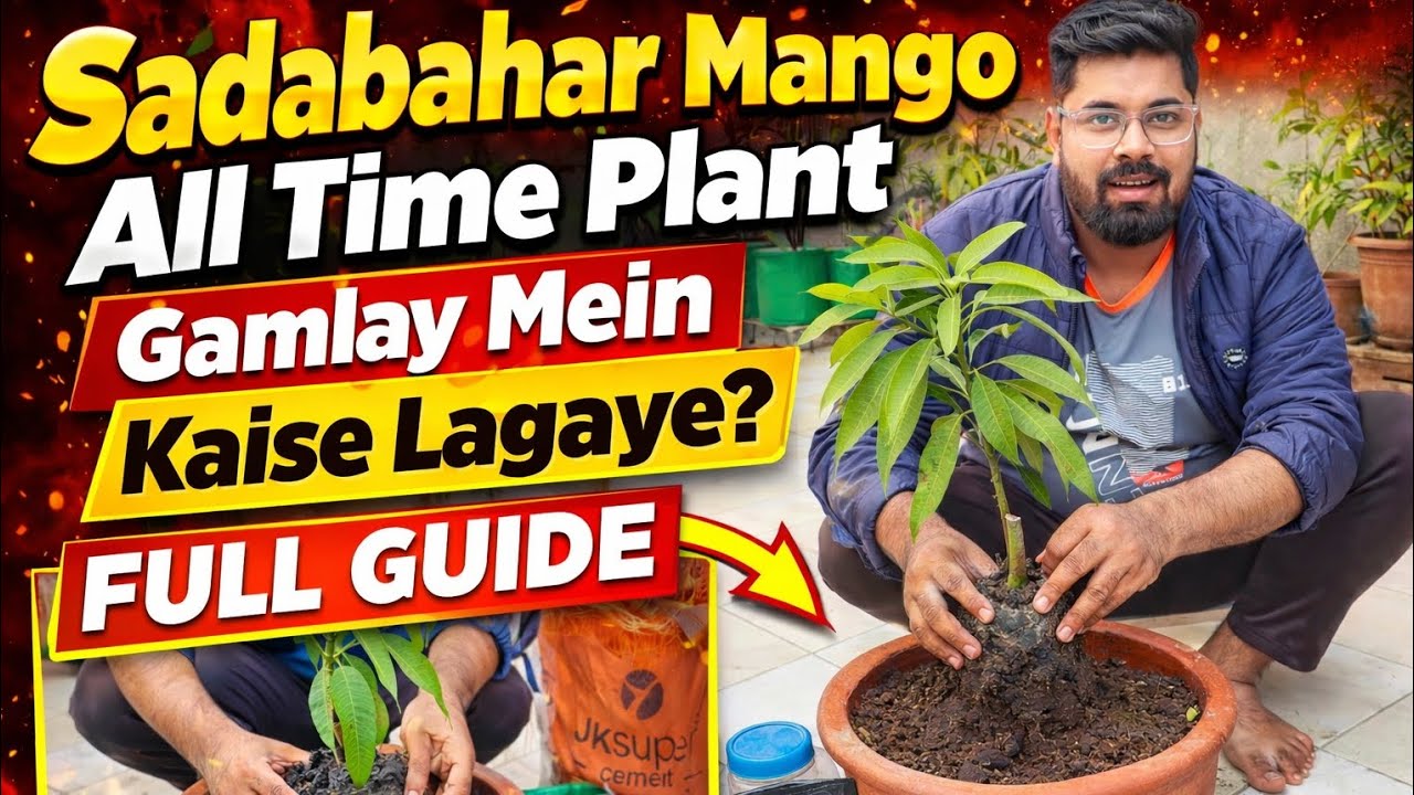 Sadabahar Mango plant ko gamlay m kaise lagaye