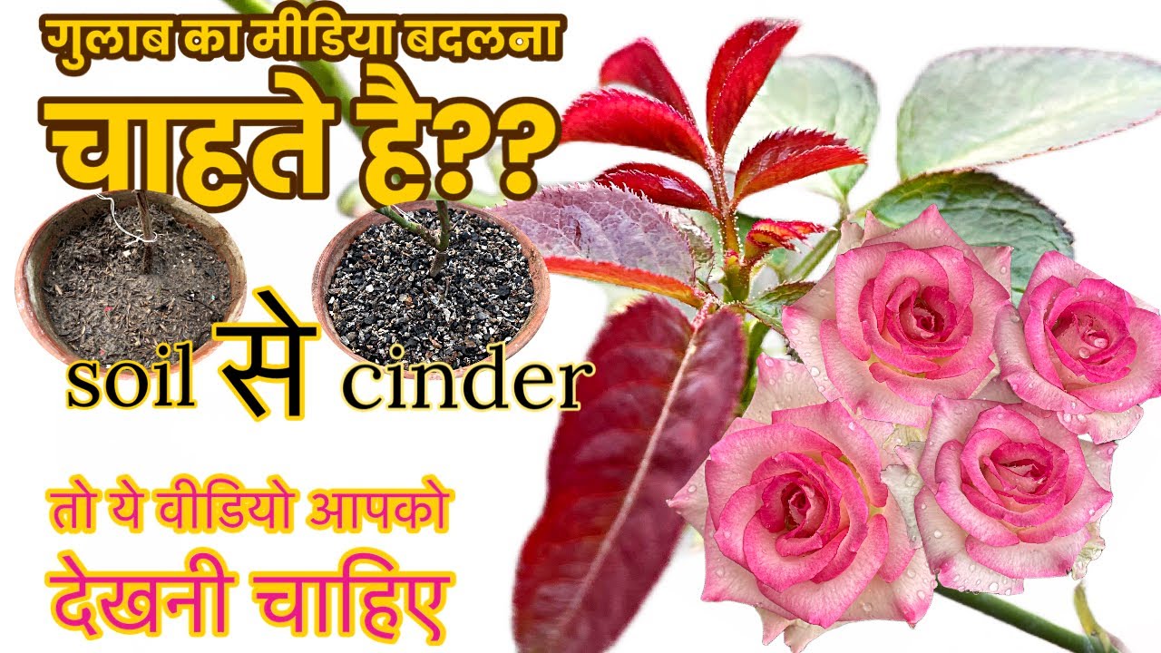 मिट्टी में लगे गुलाब को सिंडर में कैसे शिफ्ट करें/ Change Your Rose Media(100% working Ideas)