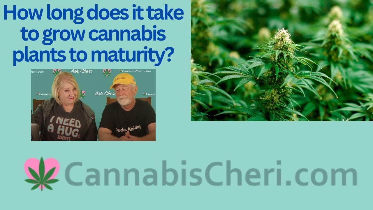 How long does it take to grow marijuana plants to maturity?
