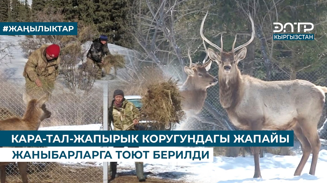 КАРА-ТАЛ-ЖАПЫРЫК КОРУГУНДАГЫ ЖАПАЙЫ ЖАНЫБАРЛАРГА ТОЮТ БЕРИЛДИ