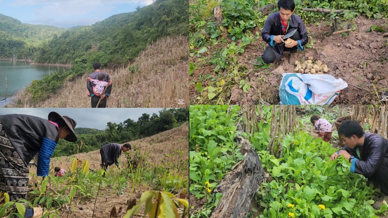 Noj peb caug tag ce rov qab mus ua teb lawm os kho siab tshaj