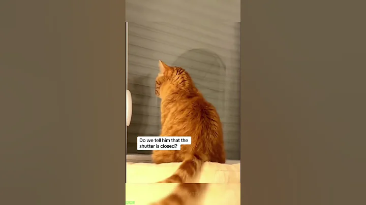 Watch the video about Cute Animals 🐱 cats meowing 🐈‍⬛ # #4237