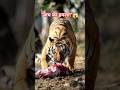 अगली सुबह मिला खौफनाक सच 😱| Tiger Attack Story | #Shorts #tiger #tigerattack
