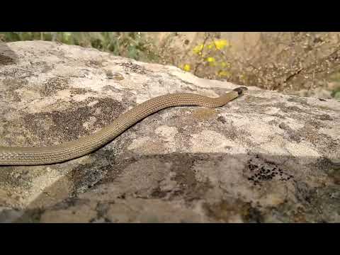 Змея Ошейниковый эйренис (Eirenis Collaris). Дагестан