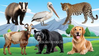 Soothing Animal Videos and Moments: Elephant, Horse, Rabbit, Buffalo, Red Panda | Animal Moments