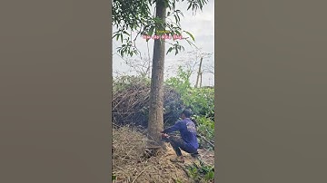 Cưa gốc cây Gáo Vàng @cuacaydongthap