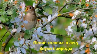 Пение соловья в лесу Звуки природы