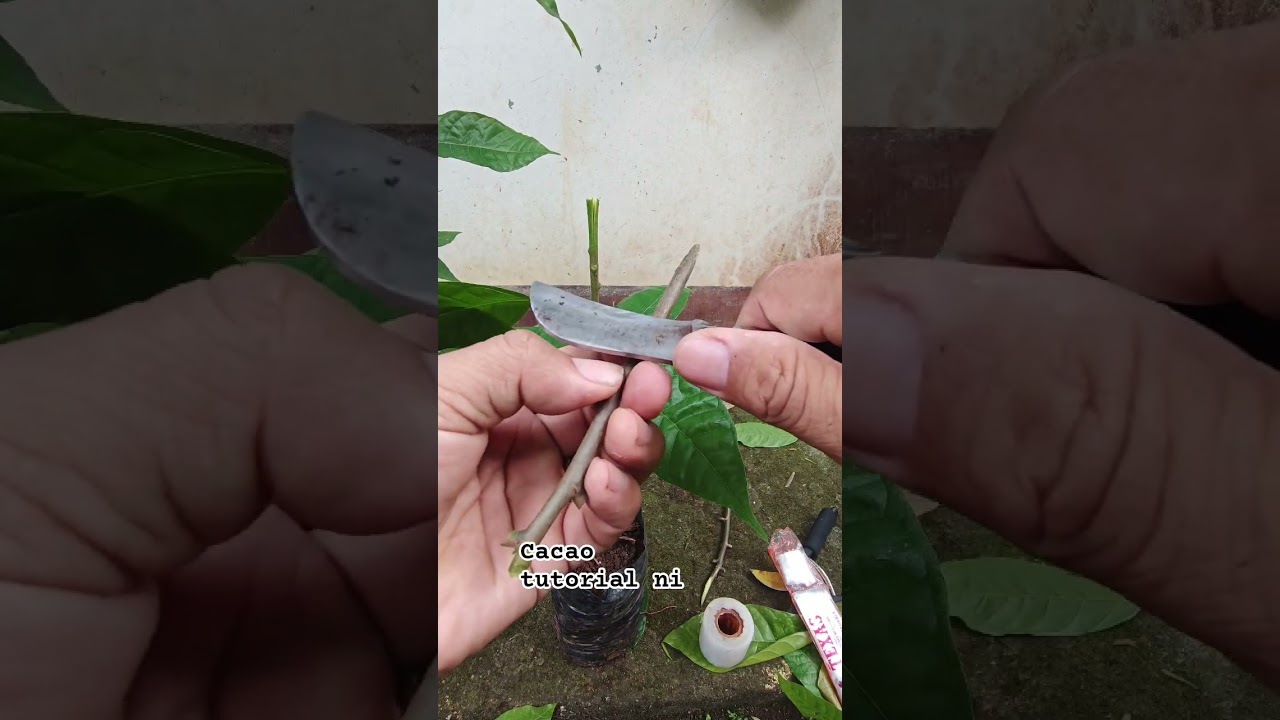 grafting cacao tutorial