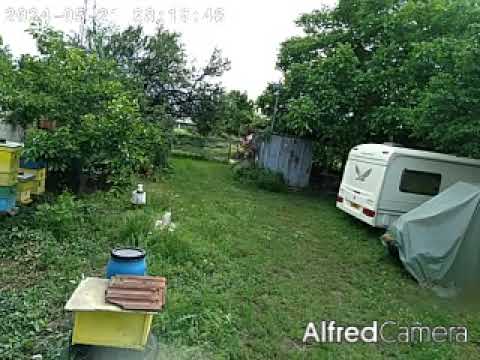 a bee attacks a camera