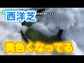 【芝生壊滅・TM9＋西洋芝】285日目　雪の次は霜。西洋芝の色が黄色く見える。
