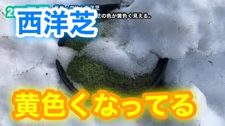 【芝生壊滅・TM9＋西洋芝】285日目　雪の次は霜。西洋芝の色が黄色く見える。