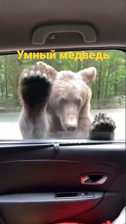 Умный медведь#shorts #пжврекомендации - YouTube