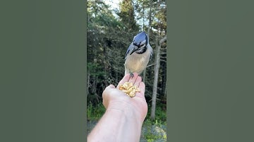 Woman Hand-Feeds Wild Blue Jay || ViralHog