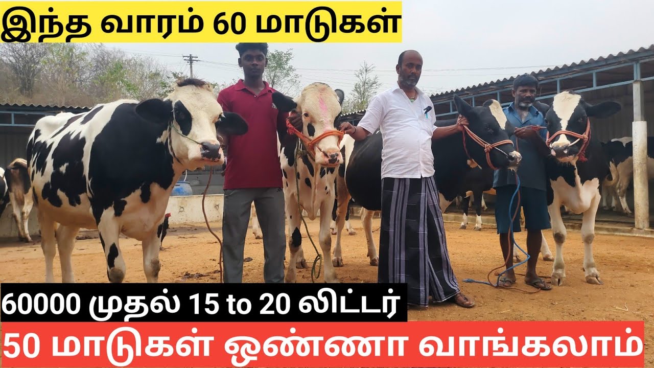  பட்ஜெட் விலையில் தரமான மாடுகள் | 15 டூ 20 லிட்டர் கேரண்டி | SRK DAIRY FARM SALEM
