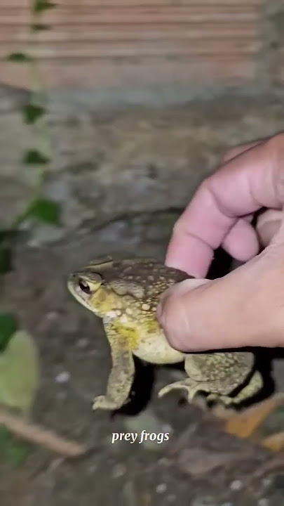 Catch big frogs funny I Try don't laugh Iwep wep catching frogs make you laugh #shorts