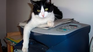 Cats vs Printers #20