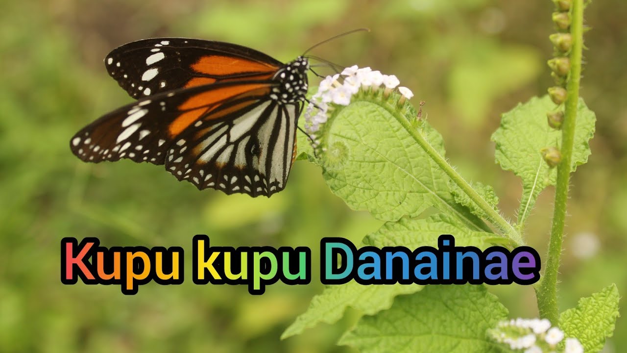 kupu kupu danainae