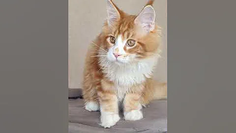 Video 5707511: european maine coon kitten