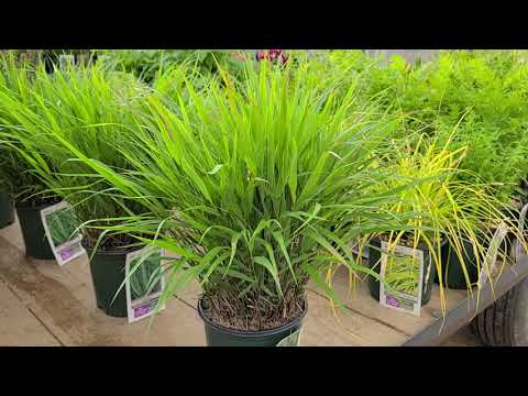 Video: Container Grown Forest Grass: Tips for Growing Forest Grass In Containers