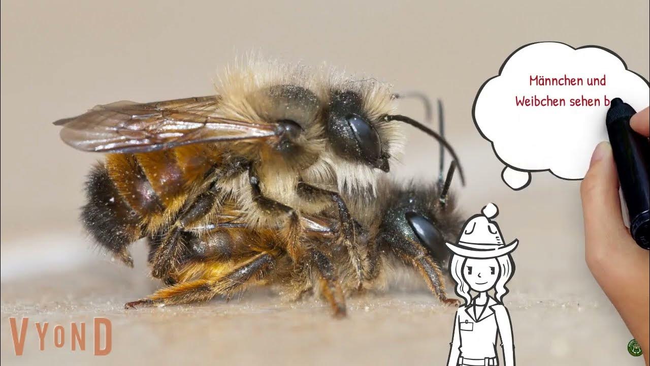 Wildbienenarten bestimmen Typische Merkmale von Bienen am