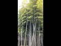 Bamboo forest in central Tokyo SUZUMENO YADO RYOKUCHI PARK  -  東京の竹林　すずめのお宿緑地公園