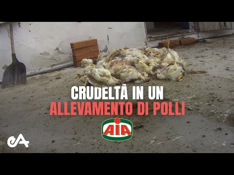 Video: Fabrica Italiană Valli & Valli A început Producția în Masă De Pixuri De La Mikhail Leikin