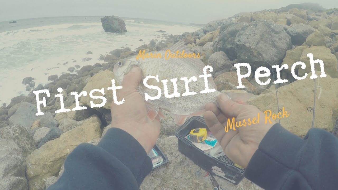 MY First Surf Perch! Mussel Rock Pacifica, CA YouTube
