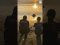 Released Sea Turtle Waddles Into The Sunset #turtles #animals