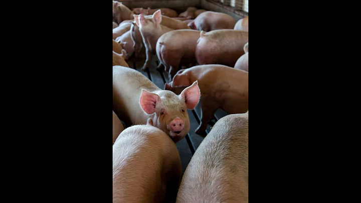 Pig Grunting Sounds! 4 Hours - Relaxing White Noise