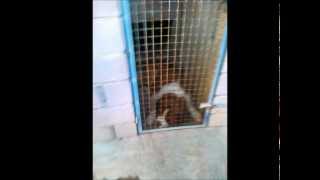 GENOCIDIO ANIMAL EN LA PERRERA DE MURCIA!!