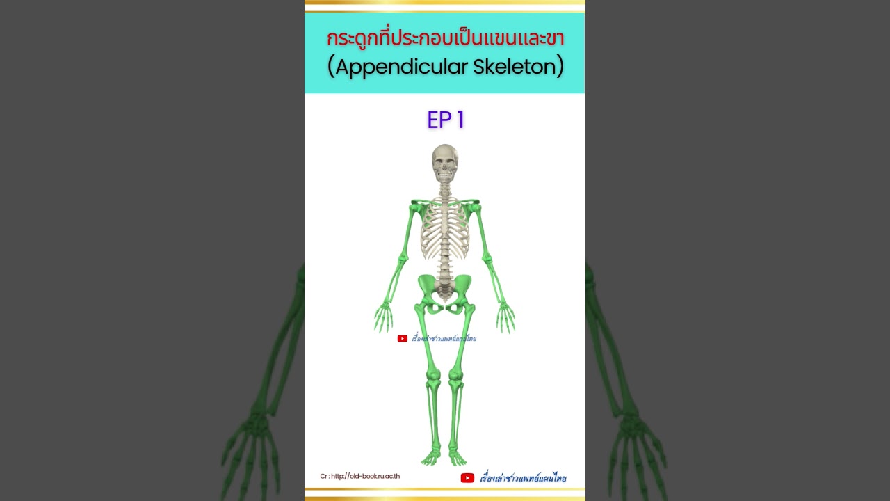 กระดูกที่ประกอบเป็นแขนและขา (Appendicular Skeleton) EP 1 #appendicularskeleton #anatomy #กายวิภาค