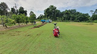 Ternyata ini Rahasia Tanam Rumput  jepang Dengan Mudah Dan Pengambilannya