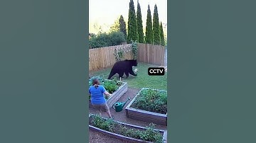 bear attack on human !!! omg  #catshorts #funny #dogshorts