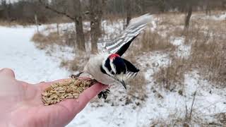 Hand-feeding Birds in Slow Mo - Red-bellied Woodpecker