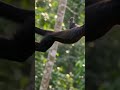 Monkey madness!!#junglelife #monkeymagic #animallovers #monkeyseemonkeydo #naturephotography