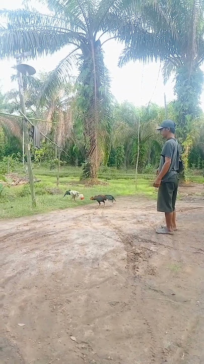 sabung ayam Cinderella