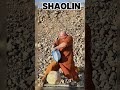 Shaolin Monk Power #shaolinmonk #shaolinkungfu #shorts #ytshorts