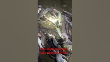 Câu cá điện gió hòa bình bạc Liêu ngày chủ Nhật #fishing #caucathugian