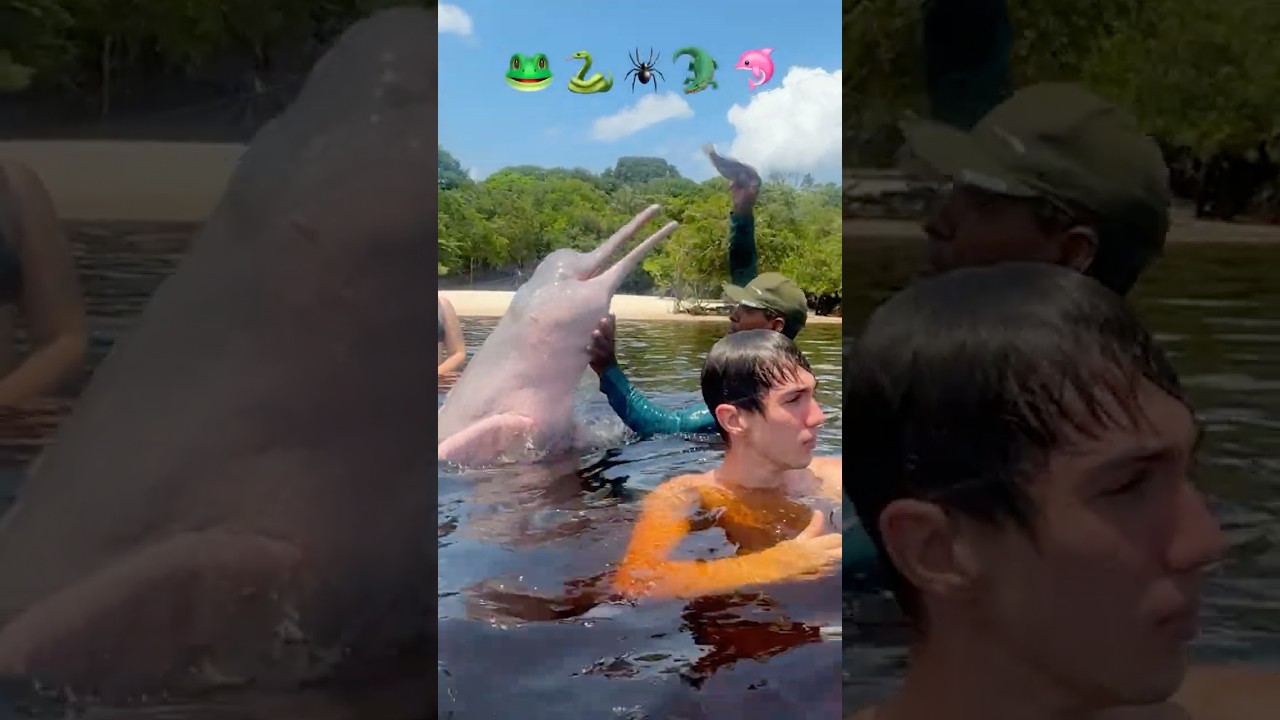 ANIMAIS