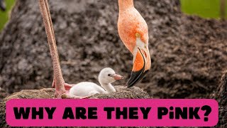 Flamingos! Different shades of pink—same magic view! Incredible, Intelligent Birds! by Super Wise 189 views 4 months ago 5 minutes, 10 seconds