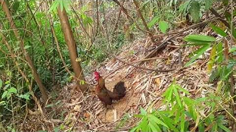 ต่อไก่ป่า dib qaib qus tuaj zoo kawg 16/01/2020