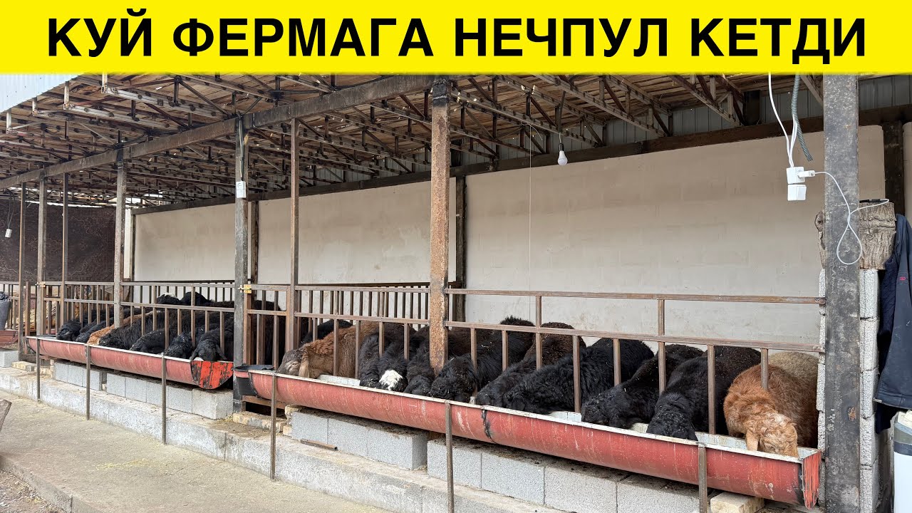 МИНИ КУЙ ФЕРМА БИТКАЗИЛДИ НЕЧПУЛ КЕТДИ ТОЛИК МАЛУМОТ