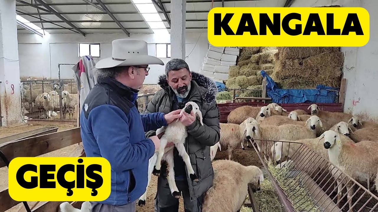 AKKARAMANDAN KANGAL KOYUNA GEÇİŞ (Ankara'da Kaliteli Koçlar İle Değişim)