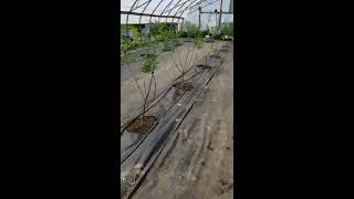 More CBD trimming and trellising to maximize yield
